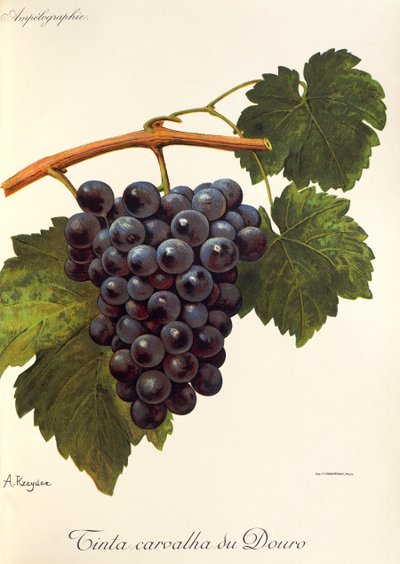 Tinta Carvalha du Douro grape by A. Kreyder de Alexis Kreyder