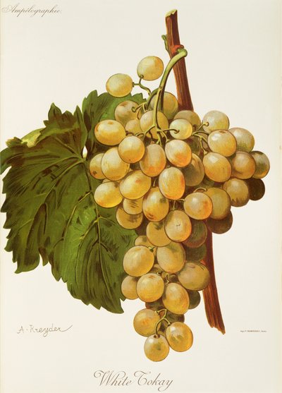 Uva branca Tokay por A. Kreyder de Alexis Kreyder