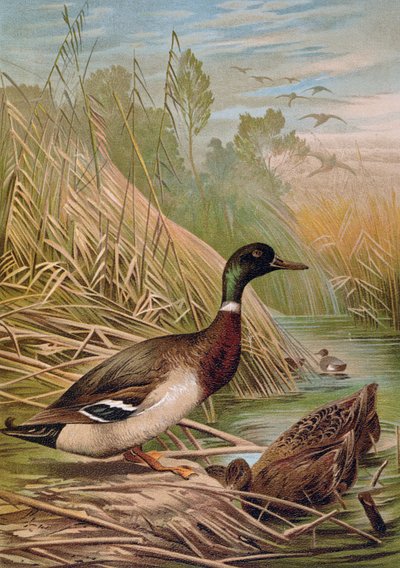 Patos-reais, ilustração de um livro de história natural húngara, 1904 de Alfred Brehm