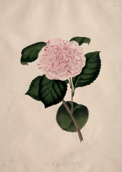 Ilustrações e descrições... da ordem natural Camellieae: Nº 41 de Alfred Chandler