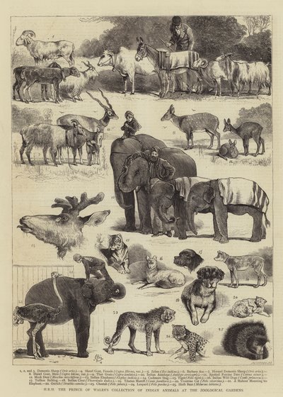 SAR a coleção de animais indianos do príncipe de Gales nos jardins zoológicos de Alfred Chantrey Corbould