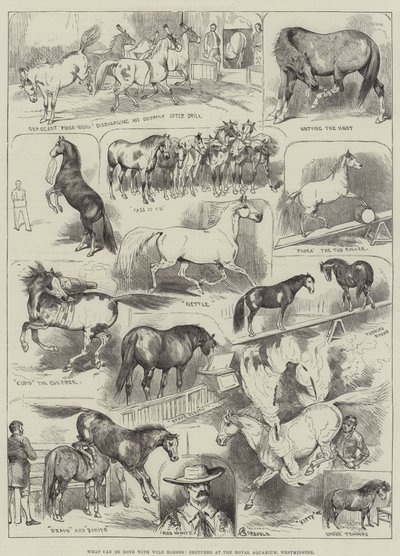 O que pode ser feito com Cavalos Selvagens, Sketches no Royal Aquarium, Westminster de Alfred Courbould