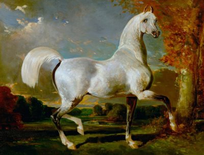 Garanhão árabe de Alfred Dedreux