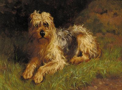 Terrier Wheaten revestido macio de Alfred Duke