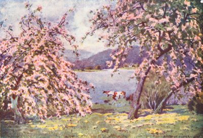 Região dos lagos: Esthwaite Water, Apple Blossom (litografia a cores) de Alfred Heaton Cooper
