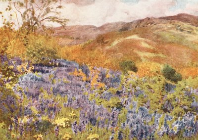 Região dos Lagos: Jacintos selvagens (litografia a cores) de Alfred Heaton Cooper