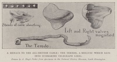 Uma ameaça para o cabo todo britânico, o Teredo, um molusco que come em linhas telegráficas submarinas de Alfred Hugh Fisher