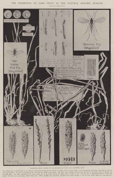 A Exposição de Pragas do Milho no Museu de História Natural de Alfred Hugh Fisher