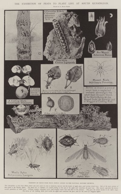 A exposição de pragas para plantar vida em South Kensington de Alfred Hugh Fisher
