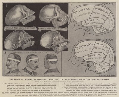 O cérebro da mulher em comparação com o do homem: pesquisas na nova frenologia (litho) de Alfred Hugh Fisher