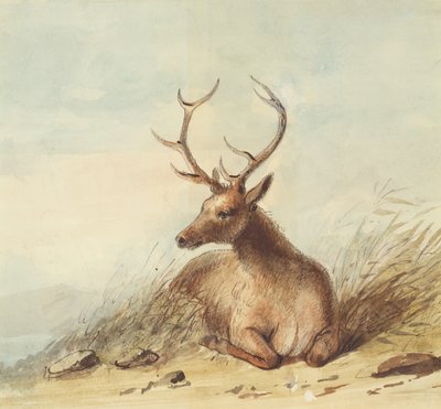 Elk, Rocky Mountains, c.1837 (lápis, caneta e tinta e aquarela sobre papel) de Alfred Jacob Miller