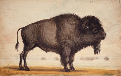 Perfumar o Breeze, c.1837 (aguarela sobre papel) de Alfred Jacob Miller