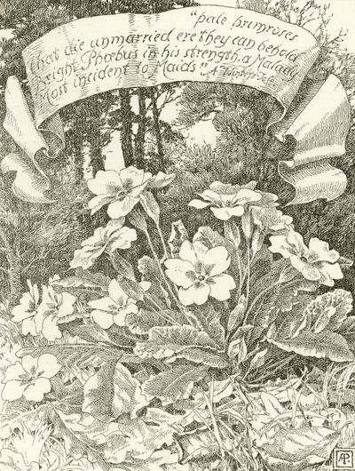 Primroses pálidos (gravura) de Alfred Parsons