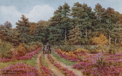 Pinheiros e urze perto de Brockenhurst de Alfred Robert Quinton