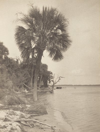 Em Rockledge, Flórida de Alfred Stieglitz