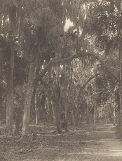 Em Rockledge, Flórida de Alfred Stieglitz