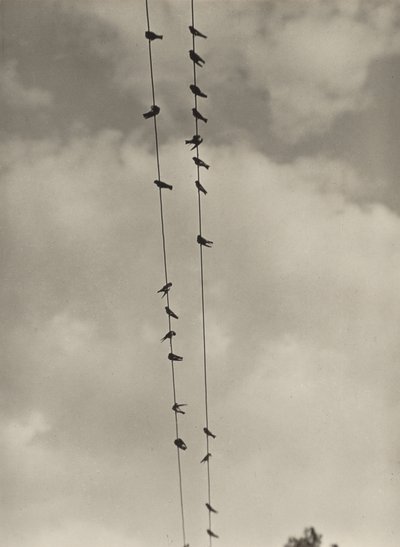 Aves de Alfred Stieglitz