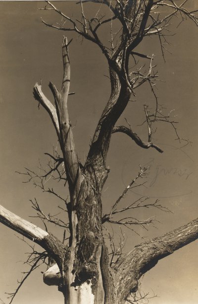Castanheiro Moribundo (verso) de Alfred Stieglitz