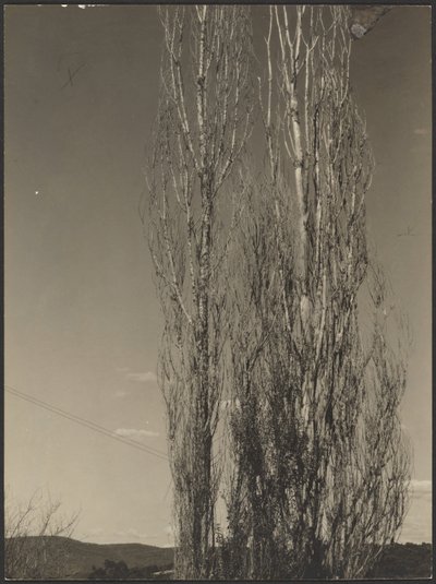 [Choupos moribundos, Lago George] de Alfred Stieglitz