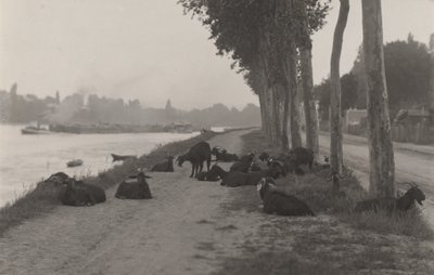 Cabras nos arredores de Paris de Alfred Stieglitz