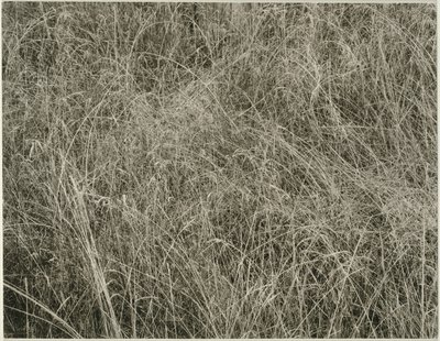 Grama de Alfred Stieglitz