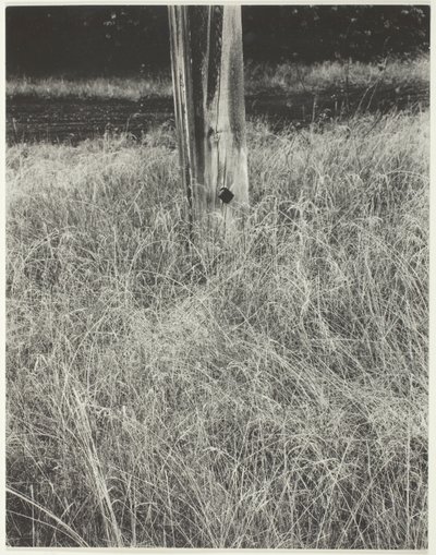 Grama e mastro de Alfred Stieglitz