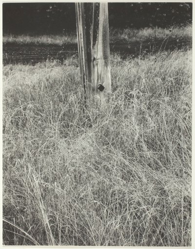 Grama e mastro, 1933. de Alfred Stieglitz