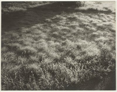Grama e Geada de Alfred Stieglitz