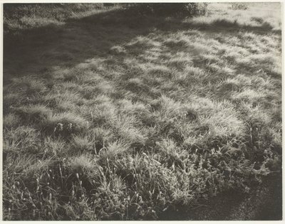 Grama e Geada, 1934. de Alfred Stieglitz