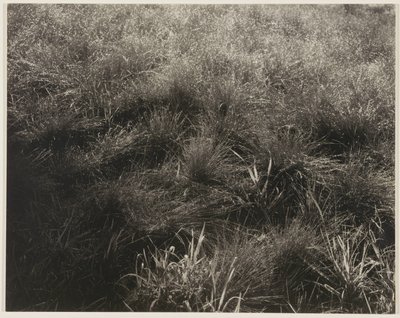 Gramíneas de Alfred Stieglitz