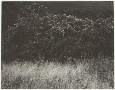 Hedge e gramíneas - Lago George de Alfred Stieglitz