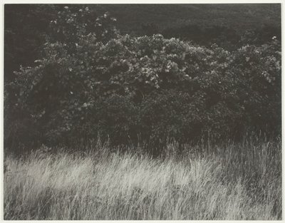 Hedge e gramíneas - Lago George, 1933. de Alfred Stieglitz