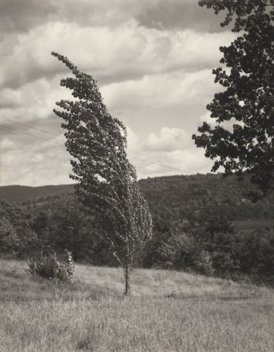 Poplar — Lago George de Alfred Stieglitz