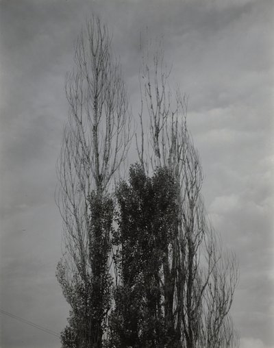 Álamos — Lago George de Alfred Stieglitz