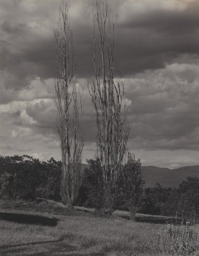 Álamos — Lago George de Alfred Stieglitz