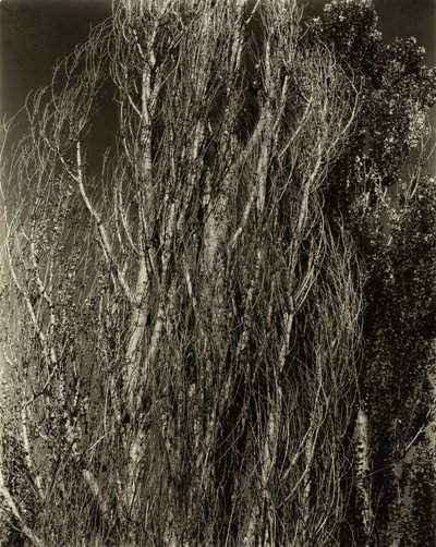 Choupos — Lago George de Alfred Stieglitz