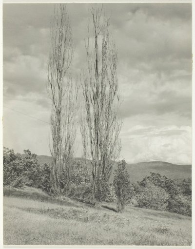 Choupos — Lago George de Alfred Stieglitz