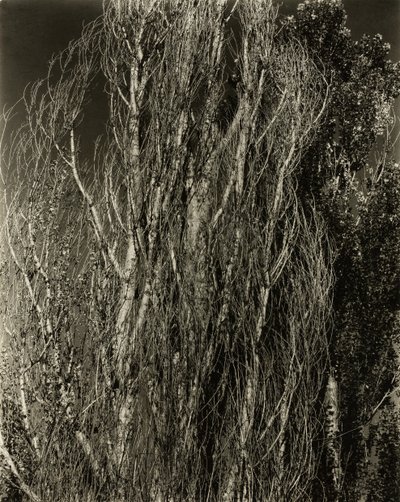 Choupos — Lago George, 1932. de Alfred Stieglitz