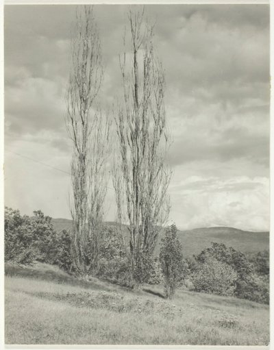 Choupos — Lago George, 1935. de Alfred Stieglitz