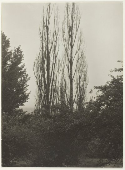 Choupos - Lago George de Alfred Stieglitz