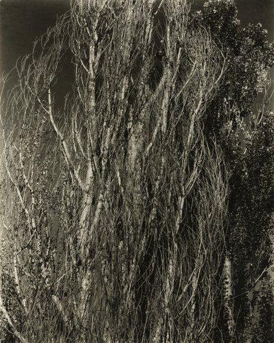 Choupos - Lago George de Alfred Stieglitz