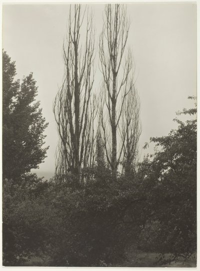 Choupos - Lago George, 1935. de Alfred Stieglitz