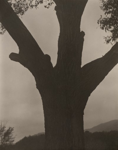 A Castanha Morta de Alfred Stieglitz