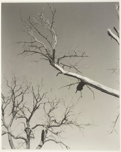 O castanheiro moribundo - o meu professor de Alfred Stieglitz