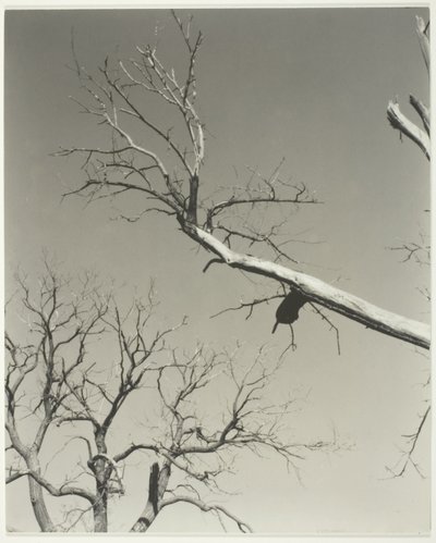 O castanheiro moribundo - o meu professor de Alfred Stieglitz