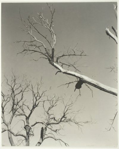 O Castanheiro Moribundo — Meu Professor, 1927. de Alfred Stieglitz