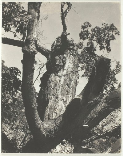 The Old Maple - Lago George, 1926. de Alfred Stieglitz