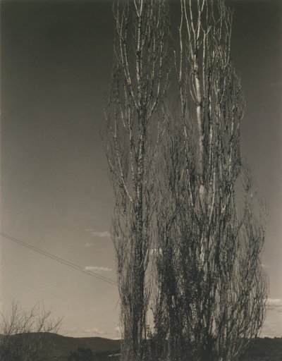 Os Dois Choupos, Lago George de Alfred Stieglitz