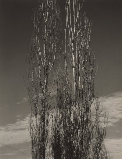 Os Dois Álamos, Lago George de Alfred Stieglitz