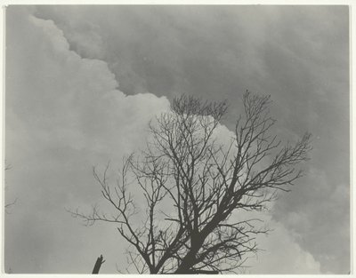 Conjunto de árvores 3 de Alfred Stieglitz